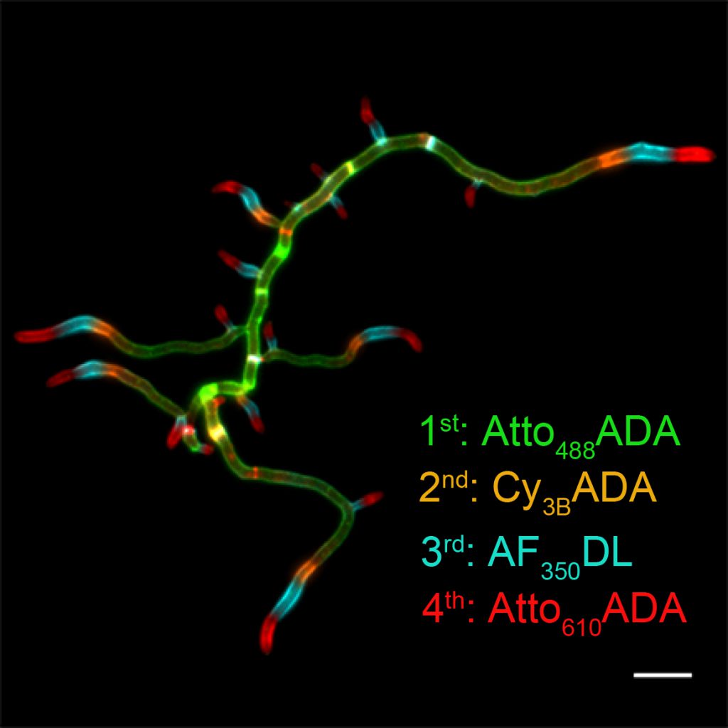 Successive FDAA labeling in polar growing bacteria, Streptomyces venezuelae. This labeling method is also known as virtual time-lapse labeling