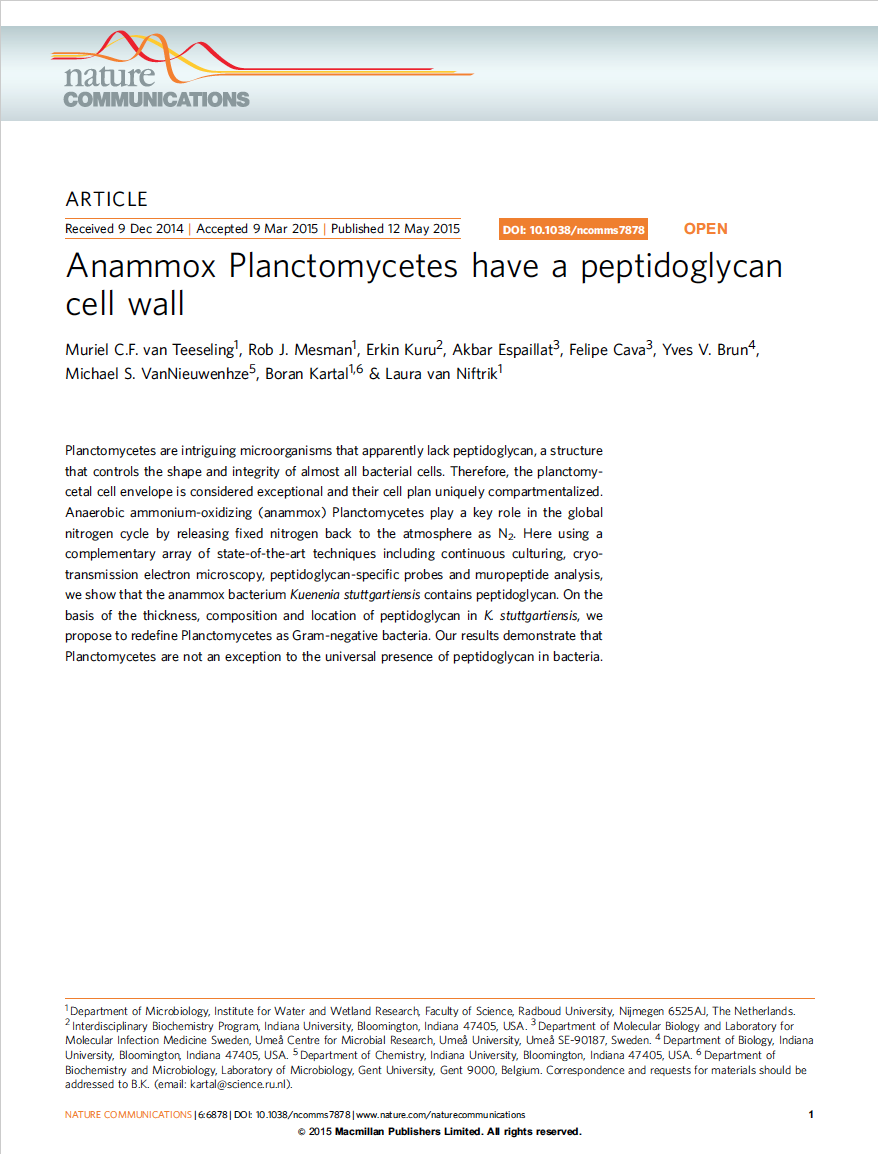 Annamox Planctomycetes have a peptidoglycan cell wall
