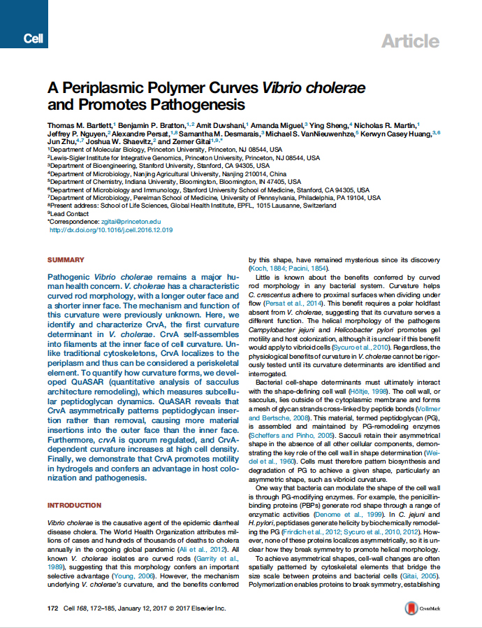 A Periplasmic Polymer Curves Vibrio cholerae and Promotes Pathogenesis