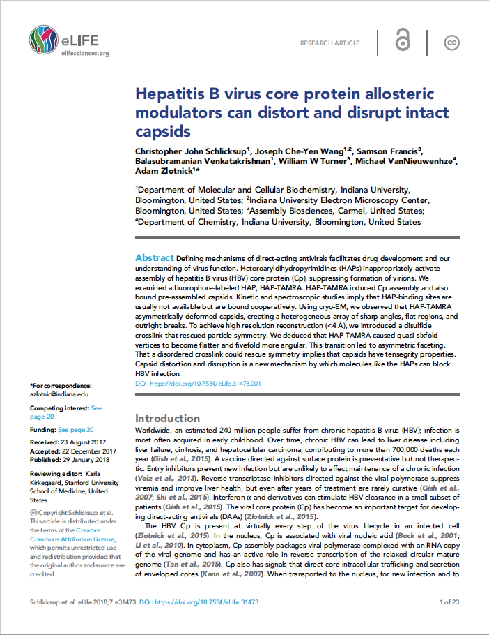 Hepatitis B virus core protein allosteric modulators can distort and disrupt intact capsids