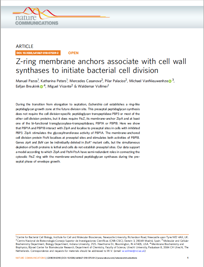 Z-ring membrane anchors associate with cell wall synthases to initiate bacterial cell division