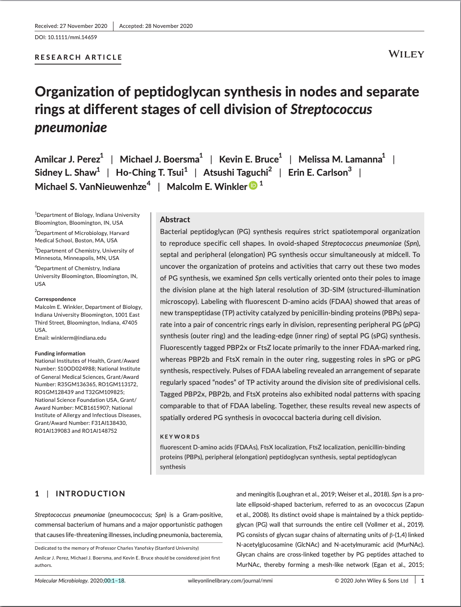 Organization of peptidoglycan synthesis in nodes and separate rings at different stages of cell division in Streptococcus pneumoniae